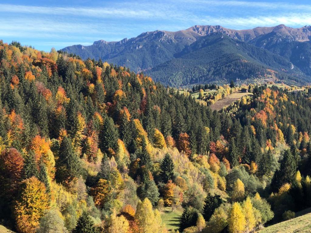 On Top Chalet 브란 외부 사진
